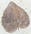 Three Fossil Leaves (Zizyphoides & Dicotylophyllum) #55143-1